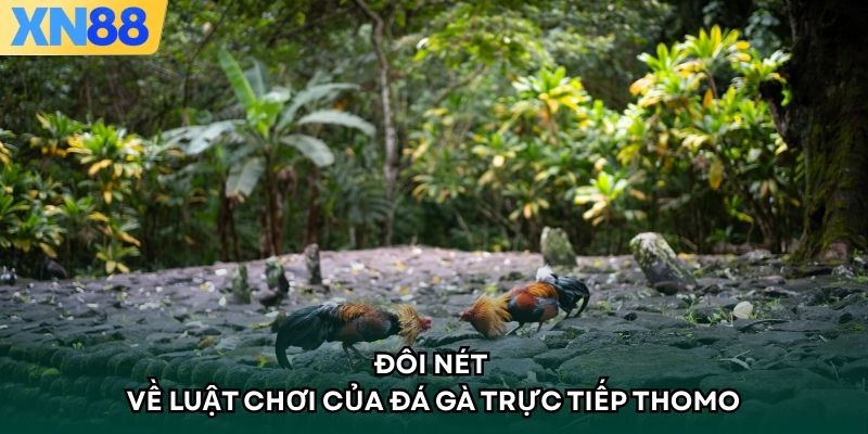 Đôi nét về luật chơi của đá gà trực tiếp thomo