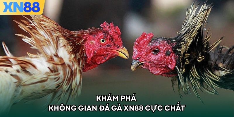 Khám phá không gian Đá Gà XN88 cực chất