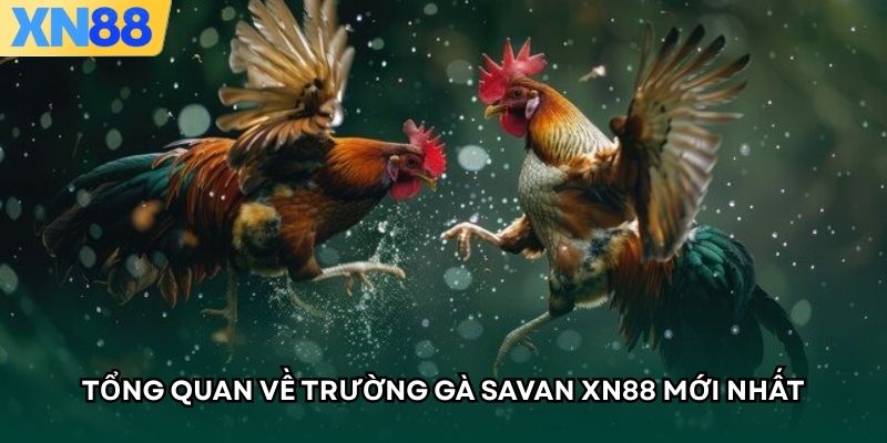 Tổng quan về trường đấu SAVAN XN88 mới nhất 